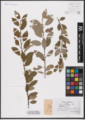 Foto von Salix aurita L.